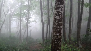 雨のブナ林