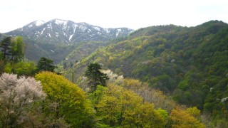 緑の濃淡と山桜