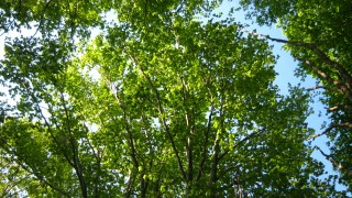 ブナ林の木漏れ日