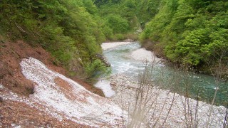 山ウドの生える斜面