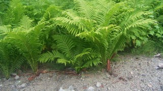 遅かったか、、、、