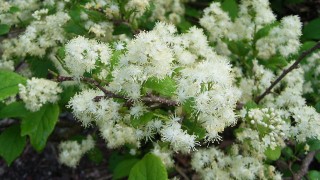 ウワミズザクラの花