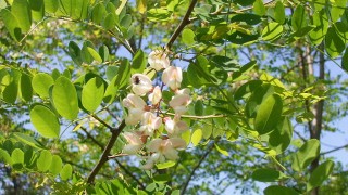 ニセアカシヤの花が咲きました