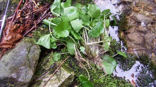 葉ワサビを見つけました