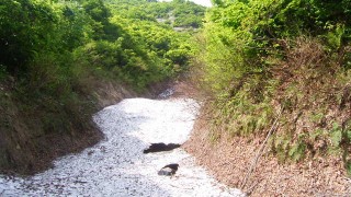 ヤマソテツの雪渓