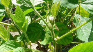 くろさき茶豆の花