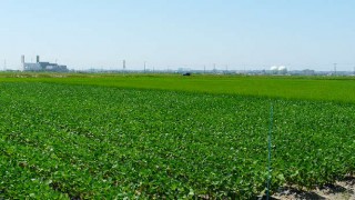 黒埼は快晴です