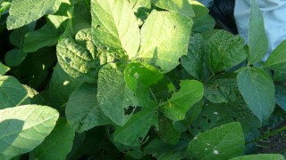 安全な農作物とは