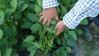 順調に育ってます