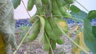 孫も枝豆を育てています