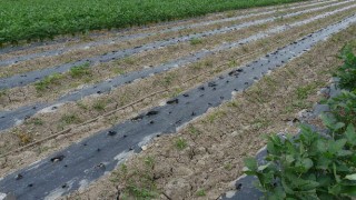 収穫後の枝豆畑