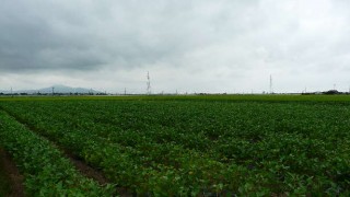 天候に左右される夏野菜