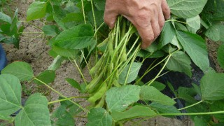 収穫までもう少し