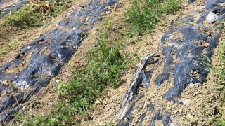 最近の生産地の様子　from渡辺