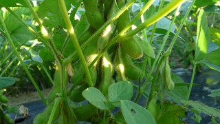 あま茶豆25％増量キャンペーン