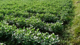 25%増量中あまちゃ豆、続々と出荷中！