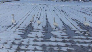 長居している白鳥。