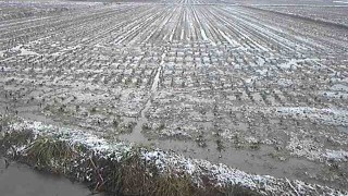 最近の田んぼの様子