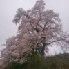 小千谷にも、桜前線が！