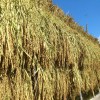 古代米の収穫