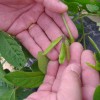 早生品種の枝豆