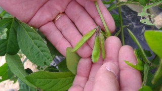 早生品種の枝豆
