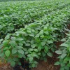 茶豆の収穫が近づいて