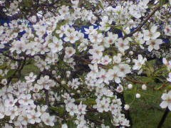 梨の花粉樹の花が咲きました。