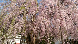 垂れ桜がとっても綺麗です。