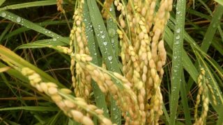 雨上がりの水玉