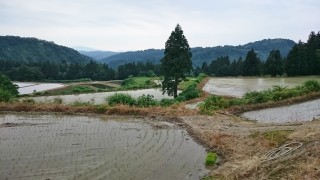 漸く、恵みの雨が・・・。