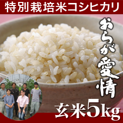 新潟産 コシヒカリ おらが愛情 玄米 5kg