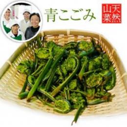 【2024年予約販売】天然山菜 青こごみ 1kg(採取者・笑顔の里)