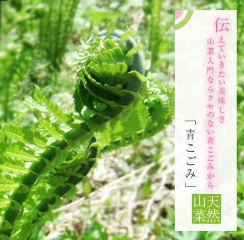 【2023年予約】天然山菜 青こごみ 1kg(採取者・笑顔の里)