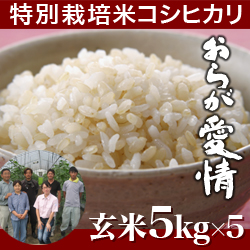 【令和3年度　新米　】<定期便> 新潟産 コシヒカリ おらが愛情 玄米 25kg　5kg×5