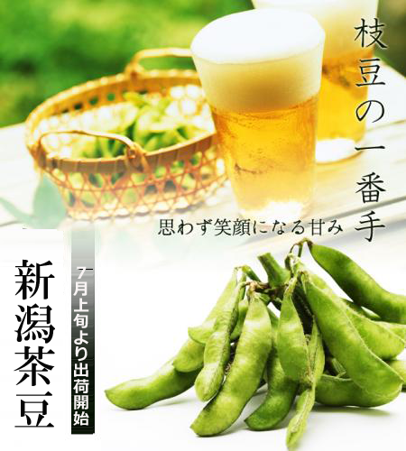 黒埼産茶豆　新潟茶豆　2kg箱(生産者・渡辺)