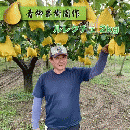 【2022年産予約開始】ルレクチェ 新潟県加茂市 秀品(最高ランク) 2kg 5玉～6玉　青柳果樹園