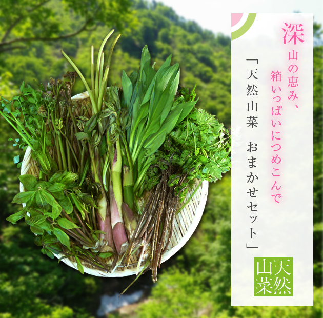 【2024年予約販売】天然山菜 おまかせセット 2kg(採取者・笑顔の里)
