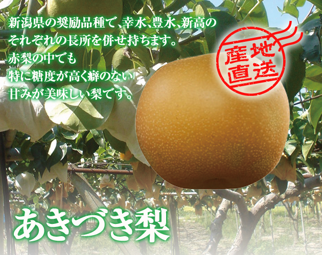 秋月梨 3kg箱(生産者・片山)