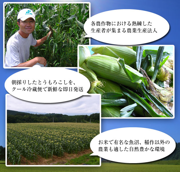 【2022年予約開始】新潟県　魚沼産フルーツとうもろこし4kg箱(2Lサイズ×10)