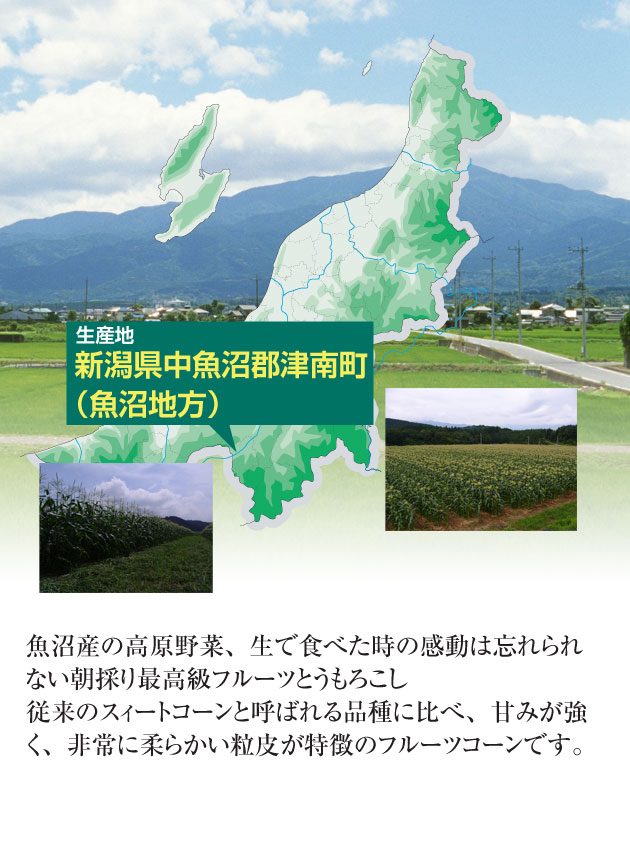 【2022年予約開始】新潟県　魚沼産フルーツとうもろこし4kg箱(2Lサイズ×10)