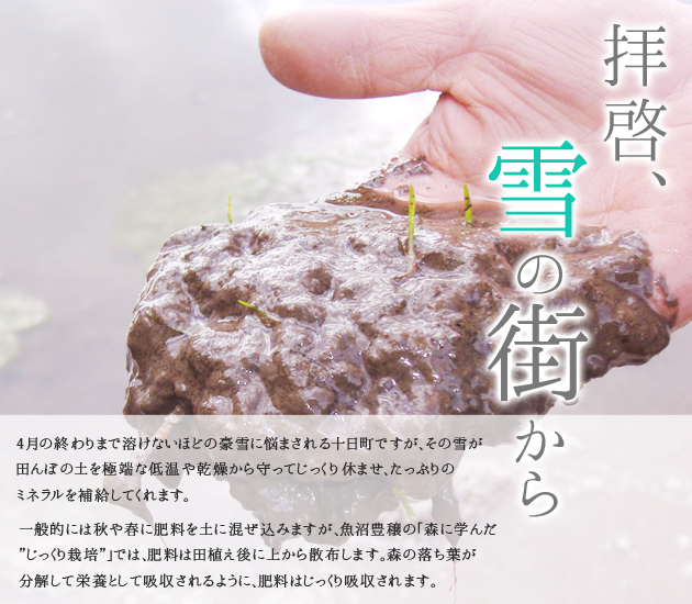 【令和3年度　新米　】魚沼産 コシヒカリ 魚沼豊穣 玄米 5kg