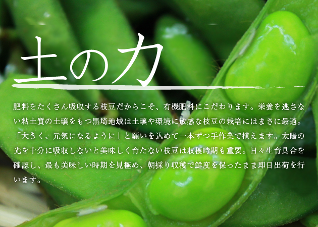【2022年予約開始】黒埼産枝豆 さかな豆1kg箱(生産者・渡辺)