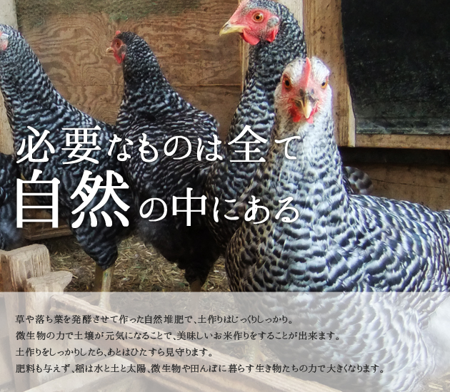 【令和4年度産】新潟産 コシヒカリ 田んぼさんありがとう 玄米 5kg