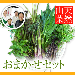 【2024年予約販売】天然山菜 おまかせセット 1kg(採取者・笑顔の里)