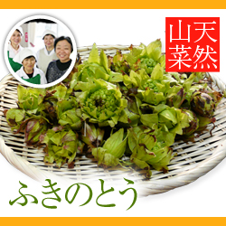 【2024年予約販売】天然山菜 ふきのとう 500g(採取者・笑顔の里)