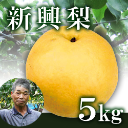 新興梨 5kg箱(生産者・片山)